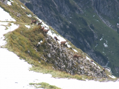 Gemsen am Nebelhorn