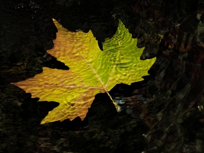Herbstblatt unter Wasser