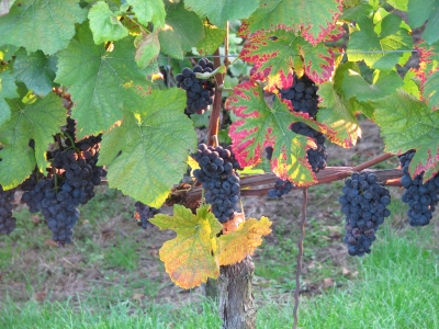 Weintrauben mit Herbstfärbung