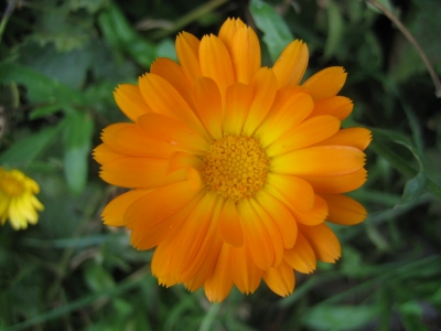 orangene Blume