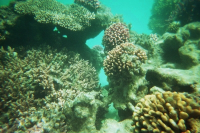 Red Sea 5