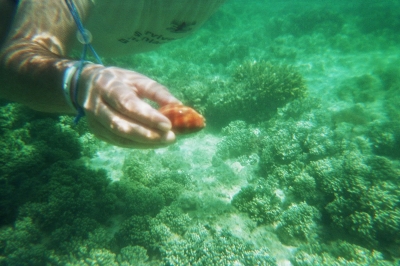 Red Sea Muschel