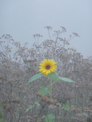 Sonnenblume im Nebel