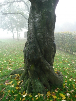 Baum im Nebel