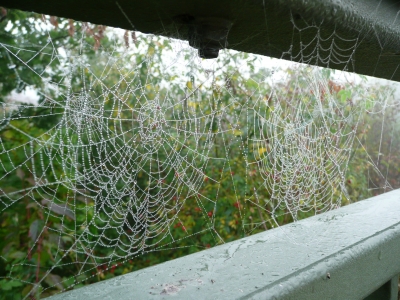 Spinnennetz am Geländer