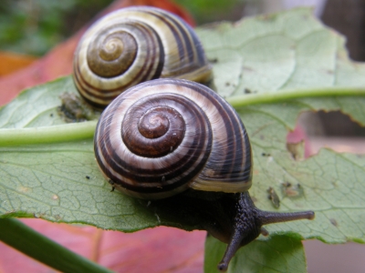 Schneckenrennen