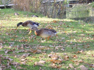 Enten im Kurpark