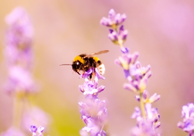 Hummel auf Lavendel