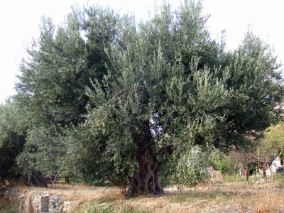 Ein alter Olivenbaum
