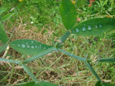 bizarr bei Regen