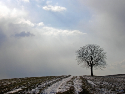 Baum und Weg im Winter