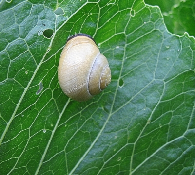 Schnecke