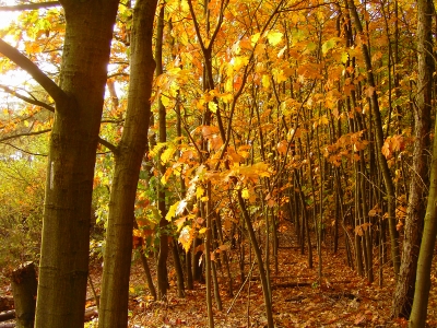 Junge Eichen in der Herbstsonne