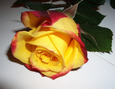 gelb-rote Rose