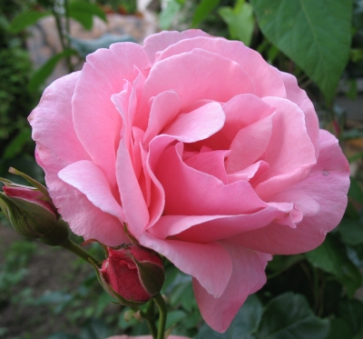 Rose-1