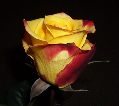 Rose-4