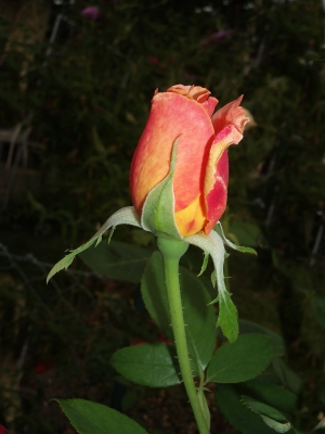 Rose-7