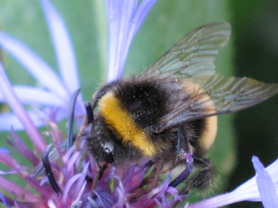 Hummel auf Kornblume