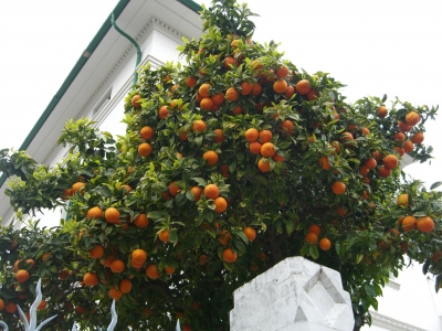 Orangenbaum_Mallorca
