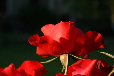 Rosenblüte im Abendlicht