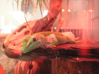 Vincent, the Gecko