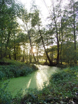 Seitenarm der Spree