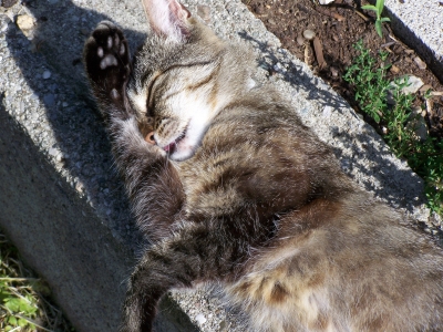 Katze nach der Jagd