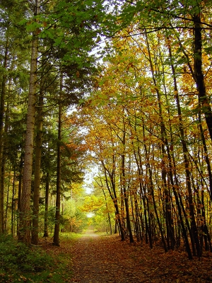 Herbstwald