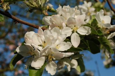 Apfelblüten