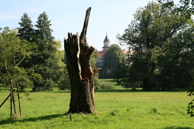 Ein gebrochener alter Baum