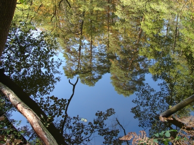Bäume spiegeln sich im See