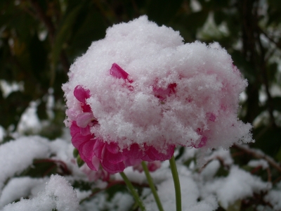 Geranienblüte mit Schneehäubchen