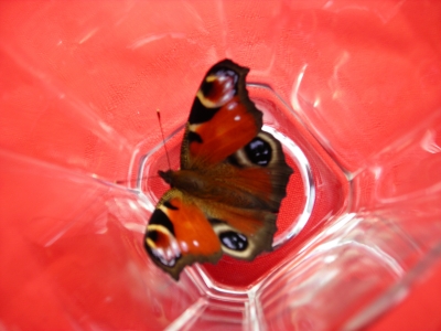 Schmetterling