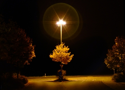 Herbstbaum beleuchtet von Straßenlaterne