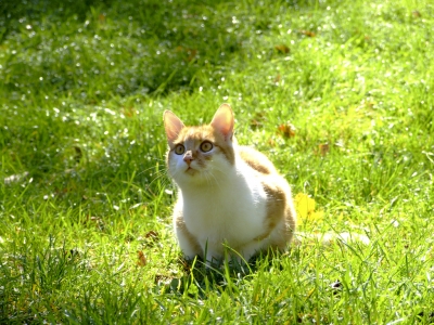 Katze im Hummelsteiner Park