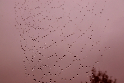 "Spinnweben in Regen"