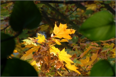 Der Herbst vor dem Küchenfenster ...