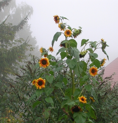 Sonnenblumen im Nebel