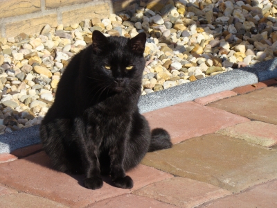 schwarze Katze (*Ginger)