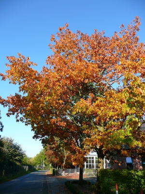 Herbstliche Farbenpracht