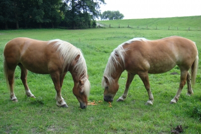 Pferde beim Grasen