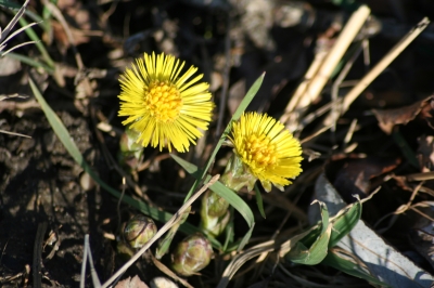 Frühlingsboten