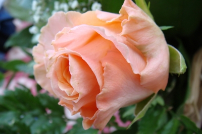 Rose 01