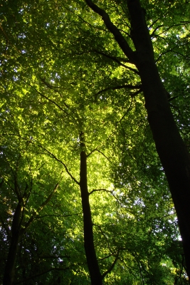 Sonnenlicht im Grünen