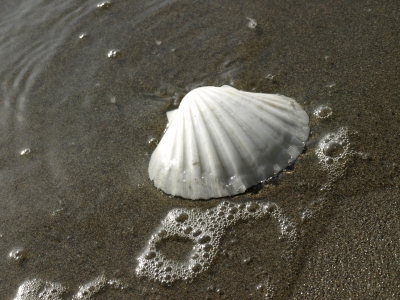 Muschel im Sand