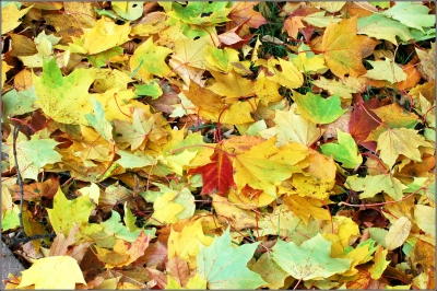 Die Palette des Herbstes.