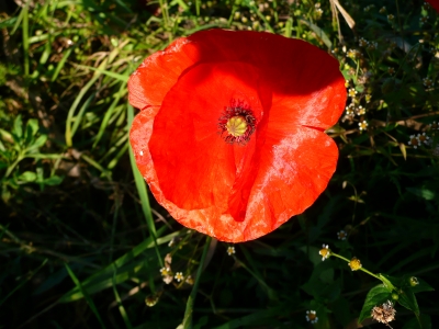 später Mohn