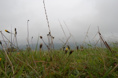 Wiese im kalten Nebel