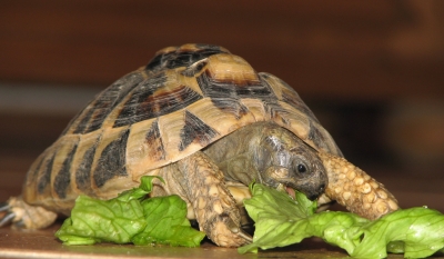 Schildkröte beim Fressen