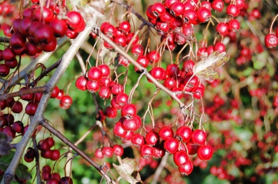 Vogelbeeren